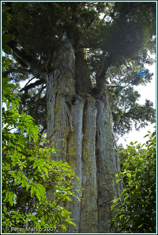WV8X8364.jpg - Pouakani Totara (Podocarpus totara), Pouakani Forest Totara Reserve. Diameter 3.6m, age 1800 yrs.